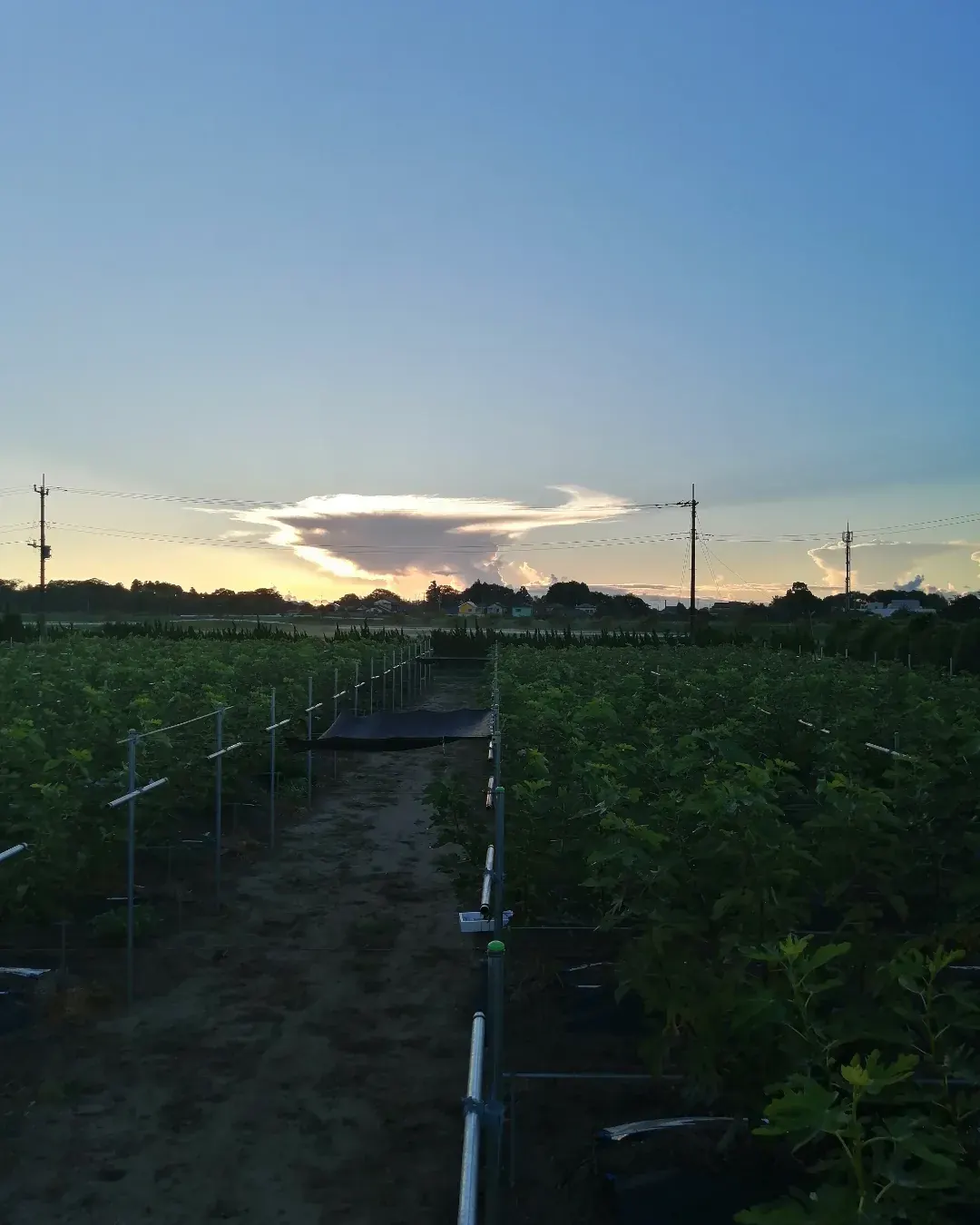 夕暮れのまほらま農園