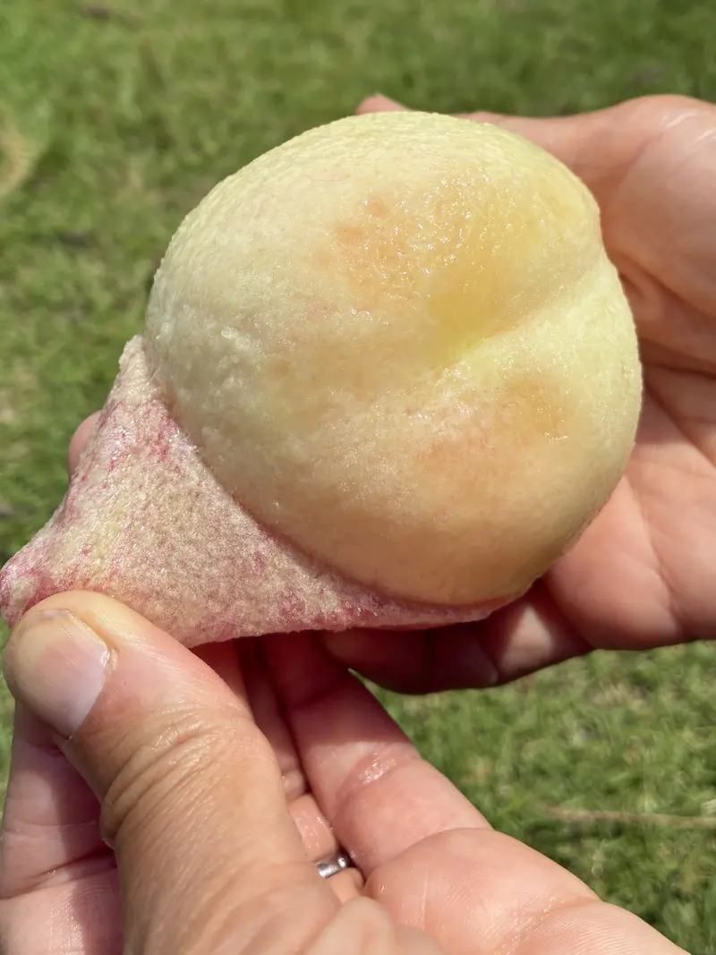 皮をむいた桃、あふれる果汁